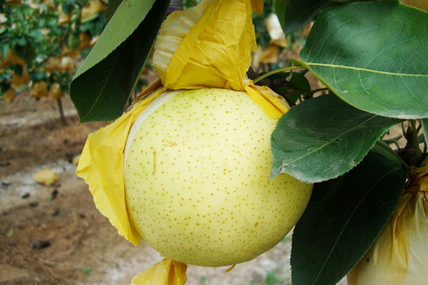果袋紙(zhǐ)